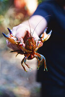 Yabby crayfish