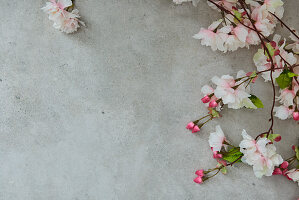 Kirschblüten auf grauem Untergrund