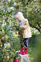 Girl wearing wellington boots standing on ladder next to apple tree in garden