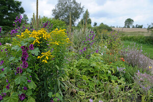 Sensory garden in Papendorf, Germany: goldenrod and mallow