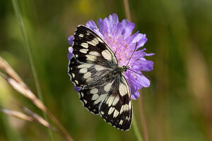 Marbled white butterfly on scabious