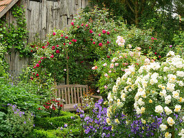 Wooden bench beneath Rambling rose 'Lykkefund' with standard rose 'Christine Helene' and campanula in foreground