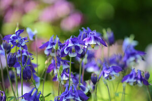 Blue and white blooming Columbine 'Himmelblau'