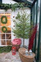 Weihnachtsbaum im Zinkkübel, umgeben von Körben im Wintergarten