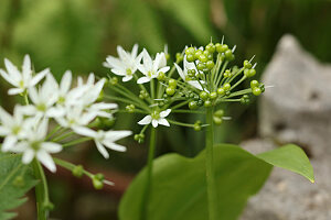 Flowers and seed heads of ramsons