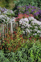 Autumnal herbaceous border of American asters and knotweed next to fence