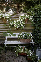 White petunias in wall-mounted planters on screen