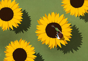Frau beim Gießen von großen Sonnenblumen (Illustration)