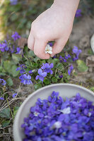 A child's hand picking violets