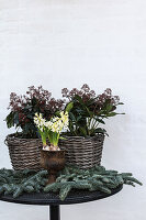 Skimmias, hyacinths and fir branches on a round table