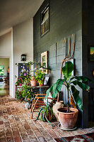 Houseplants against green-painted wood panelling in hall with reclaimed floor tiles