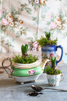 Hyazinthenzwiebeln in Vintage Teekanne und Teetasse gepflanzt