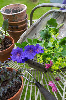 Blumen und Pflanzentöpfe auf Gartentisch