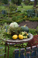 Maidenhair vine and pumpkins on table in autumnal cottage garden