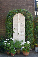 Old shutters covered with ivy behind white-flowering hydrangeas in terracotta pots