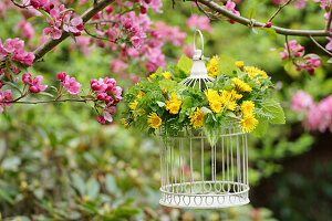 Birdcage with dandelion wreath hanging from flowering apple tree
