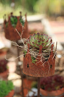 Houseleek planted in a rusty crown