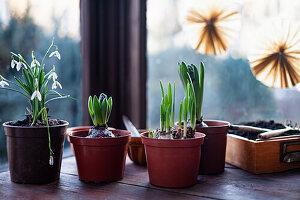 Snowdrops and hyacinths in plastic pots on wooden table in front of window