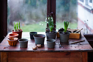 Various early bloomers in plastic pots on wooden table in front of window