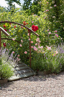 Rose garden with lavender (Lavandula) and wooden bridge in summer