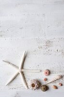 Assorted seashells on white background, UK