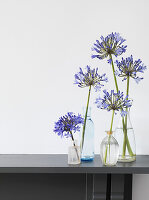 Blumenstillleben mit blauen Agapanthusstängeln in verschiedenen Glasflaschen auf dem Kaminsims (Flower of Love)
