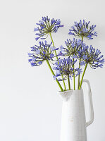 Blumenstillleben mit blauen Agapanthusstängeln in einem weißen Krug (Flower of Love)