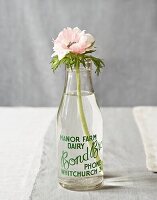Einstielige rosafarbene Blume in einer alten Milchflasche mit grüner Aufschrift