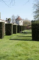 Chickens roam between topiary hedging near dovecote