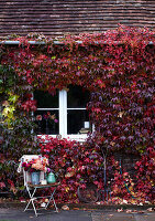 Außenansicht des Hauses und Fenster mit herbstlichem Wildem Wein (Virginia Creeper) ein Stuhl und ein Tablett mit herbstlichen Dahlienblüten und altem Emaillegeschirr