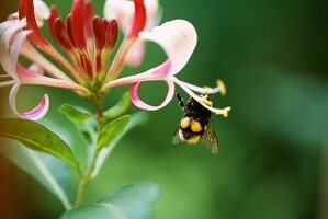 Nahaufnahme von Lonicera periclymenum (Honey Suckle) mit einer Hummel mit Pollenkörben an ihren Hinterbeinen
