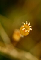 Seed heads of rose