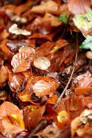 Full frame of fallen Autumn leaves, Haslemere, Surry, England