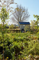 Sunny garden, tool shed in the background