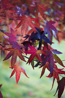 Colorful autumn leaves of an amber tree