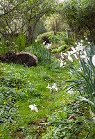 White daffodils growing along the garden path