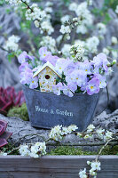 Horned violets, mirabelle plum twigs and nesting house in a zinc pot