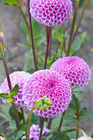 Dahlias in garden
