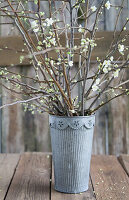 Plum blossom twigs and larch twigs in a zinc pot