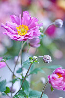 Pink anemone blossom (anemone) in flower meadow