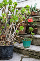 Plant pots with rosette thickleaf (Aeonium arboreum), hibiscus and cacti on stone steps
