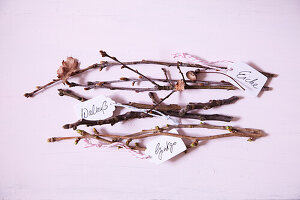 Branches with buds - oak, walnut, gingko