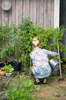 Gartenarbeit: Frau gießt Tomatenpflanzen an Holzwand