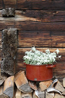 Edelweiss in a pot