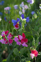 Lathyrus odoratus
