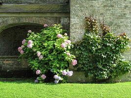 Hydrangeas in front of a wall (Hydrangea)