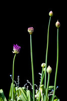 Allium, flower buds of star globe leek
