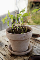 Small chilli plants in pots (Capsicum)