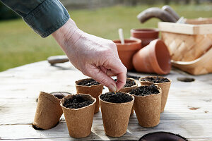 Pre-sprouting of small seeds in pots during planting