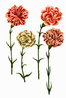 Caryophyllus hortensis, Digitally retouched illustration